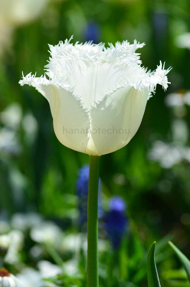 チューリップ ハネムーン｜花の手帖のチューリップ図鑑