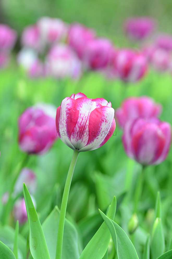 チューリップ ホットパンツ｜花の手帖のチューリップ図鑑