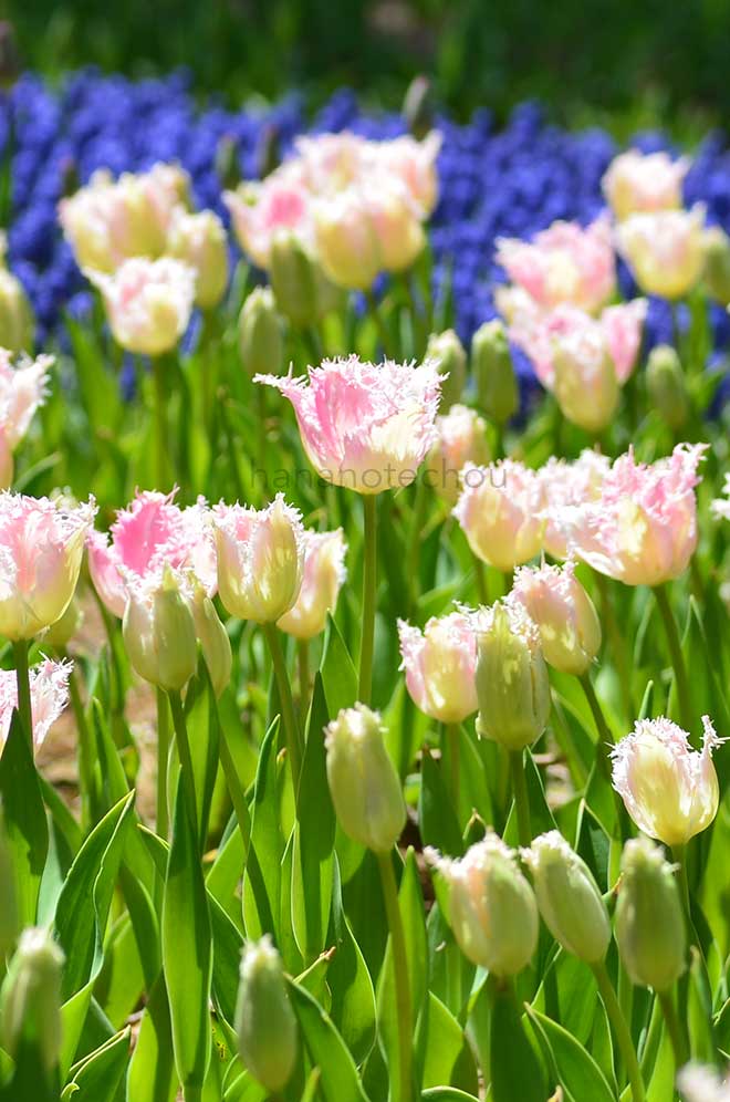 チューリップ ハウステンボス｜花の手帖のチューリップ図鑑