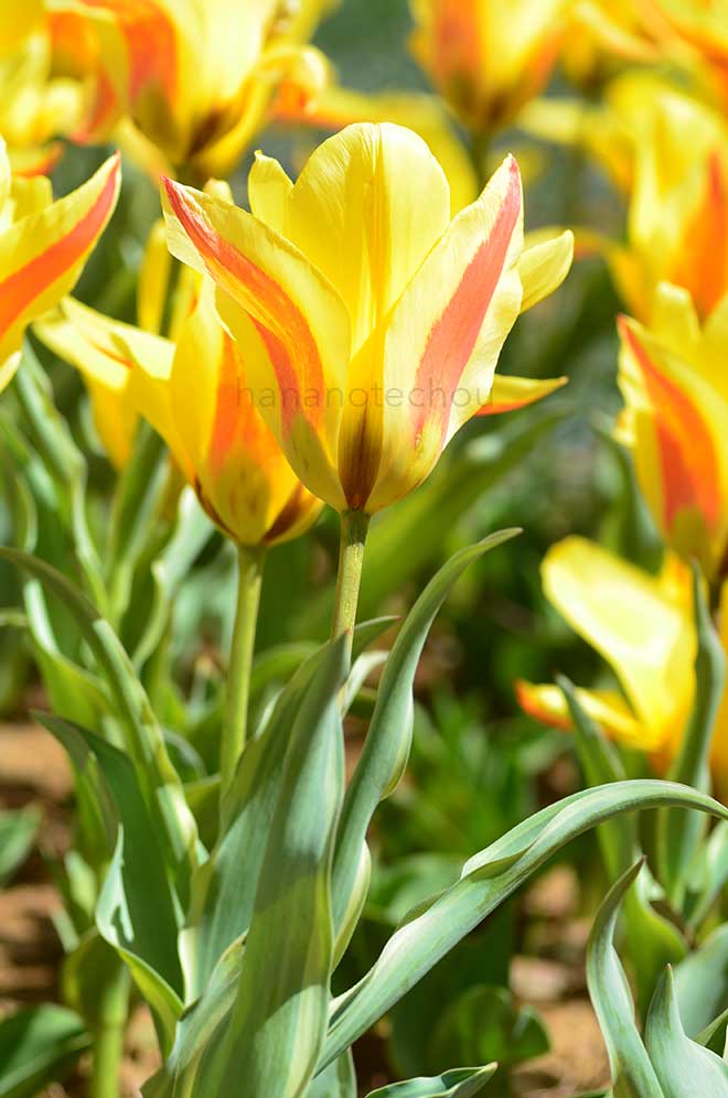 チューリップ いぶき｜花の手帖のチューリップ図鑑