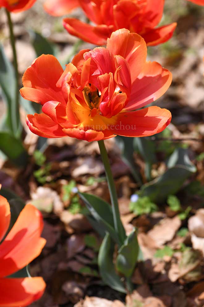 チューリップ アイコーン｜花の手帖のチューリップ図鑑