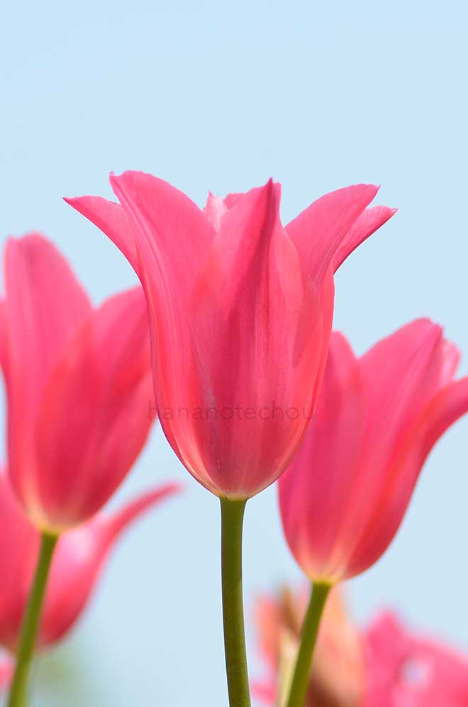 チューリップ ジャクリーン｜花の手帖のチューリップ図鑑