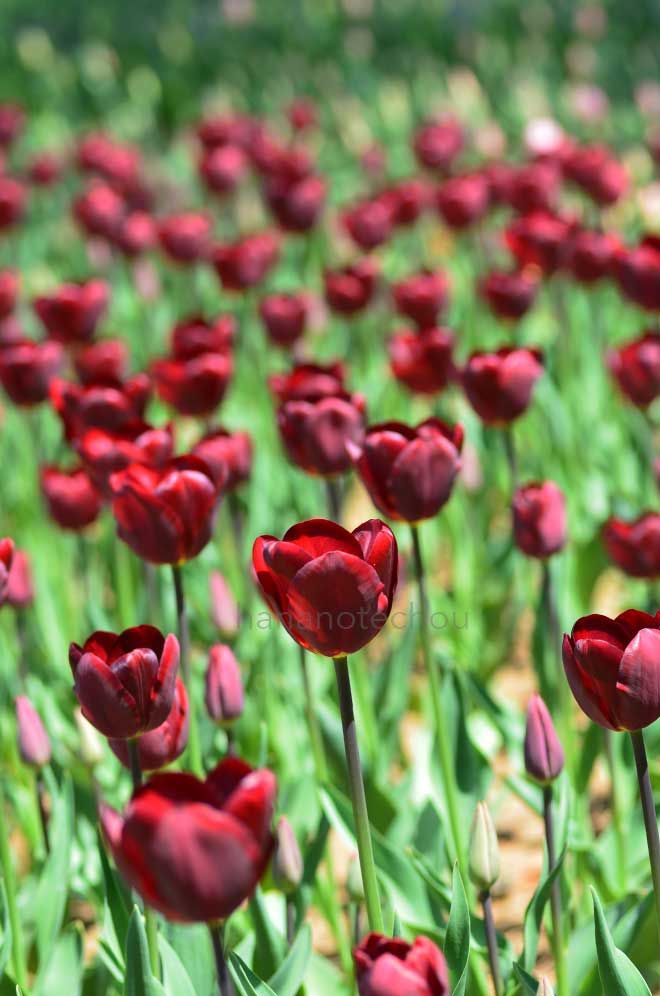 チューリップ ヤン ルース｜花の手帖のチューリップ図鑑