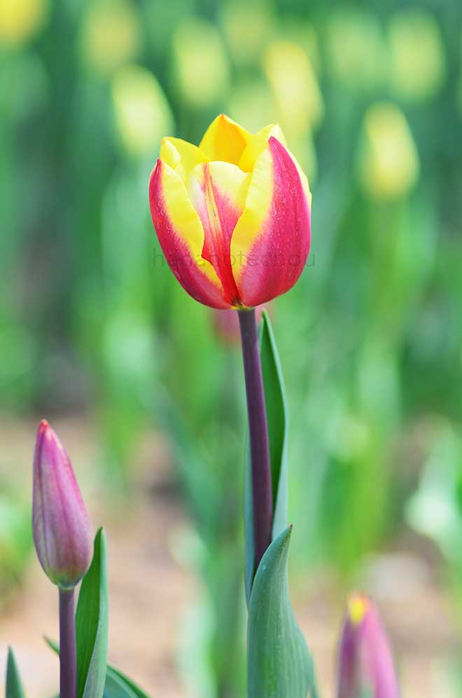 チューリップ ヤン シグネット｜花の手帖のチューリップ図鑑