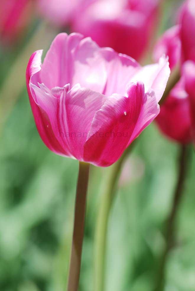 チューリップ ジャンボ ピンク｜花の手帖のチューリップ図鑑