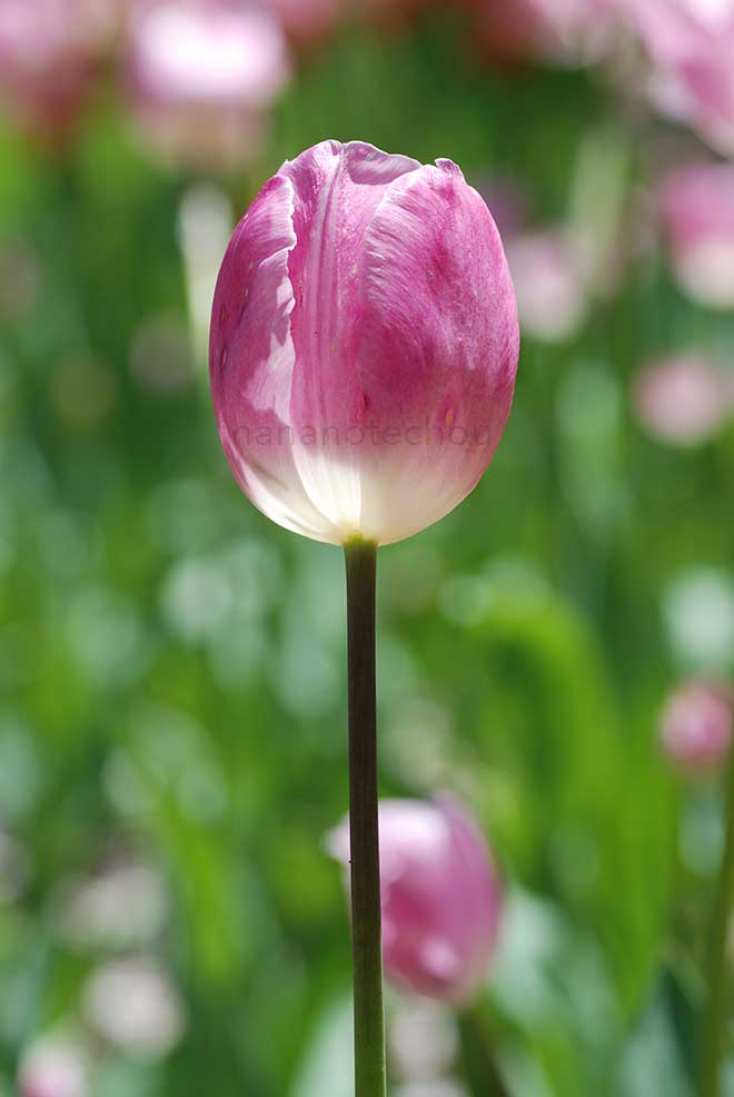 チューリップ キャサリン マリア テレサ｜花の手帖のチューリップ図鑑