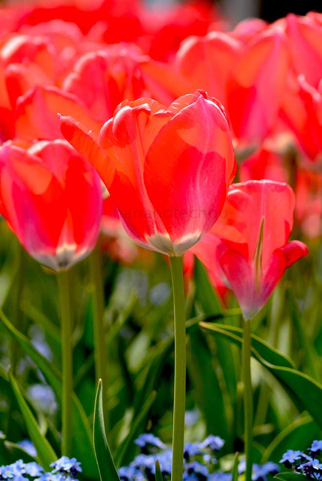 チューリップ 紅美人｜花の手帖のチューリップ図鑑