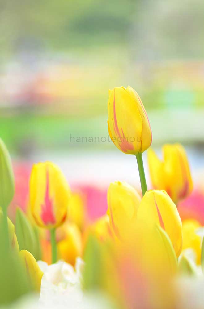 チューリップ ラ クルティーヌ｜花の手帖のチューリップ図鑑