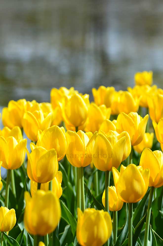 チューリップ レディマーゴット｜花の手帖のチューリップ図鑑