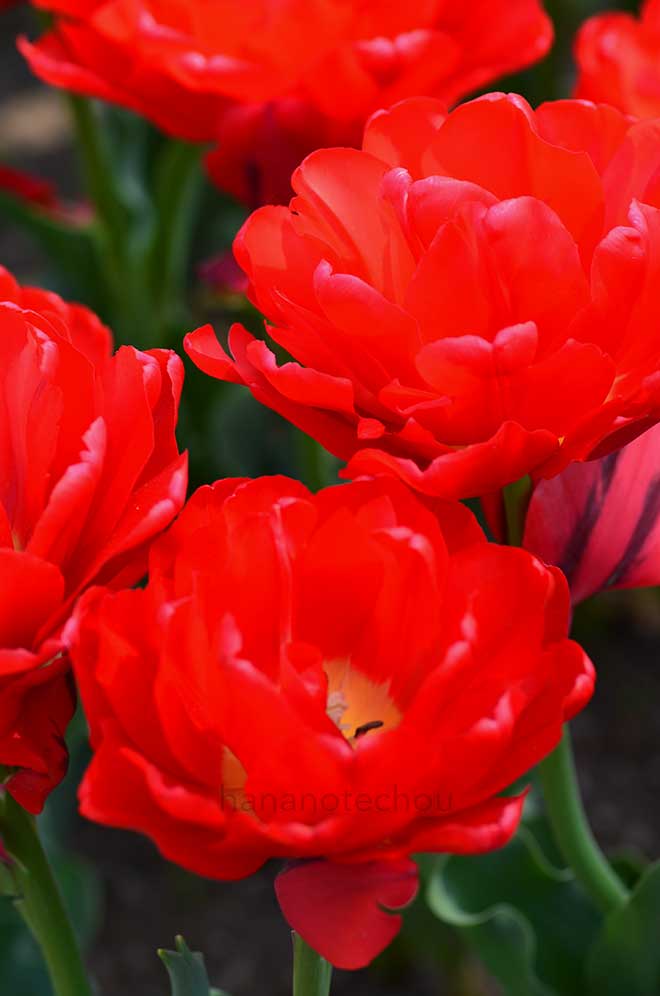 チューリップ ラルゴ｜花の手帖のチューリップ図鑑