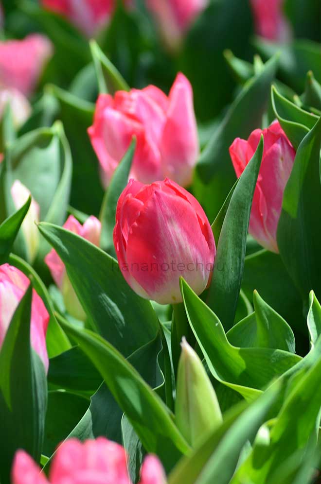 チューリップ ランディ｜花の手帖のチューリップ図鑑