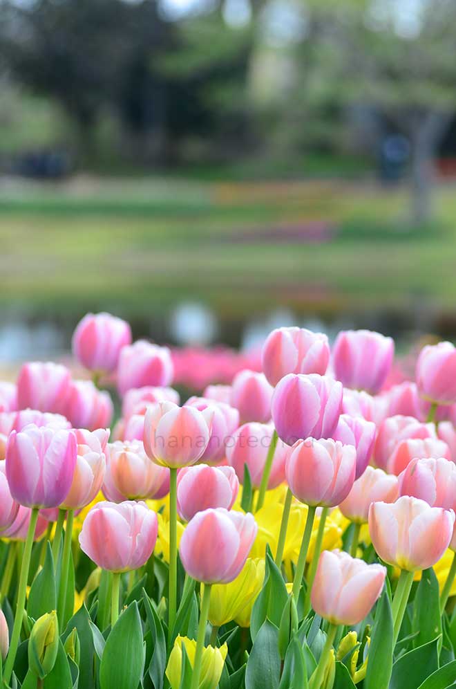 チューリップ マンゴーチャーム｜花の手帖のチューリップ図鑑