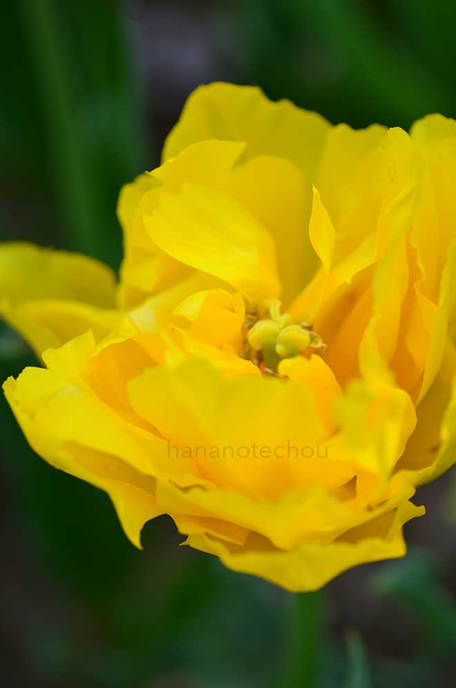 チューリップ マリージョー｜花の手帖のチューリップ図鑑