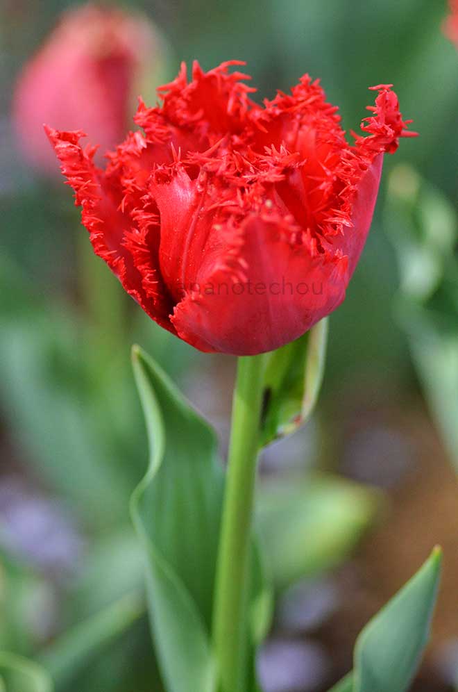 チューリップ メイウッド｜花の手帖のチューリップ図鑑