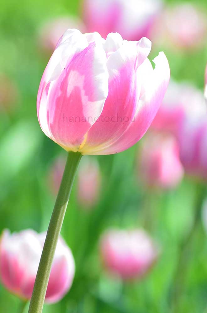 チューリップ メルローズ｜花の手帖のチューリップ図鑑