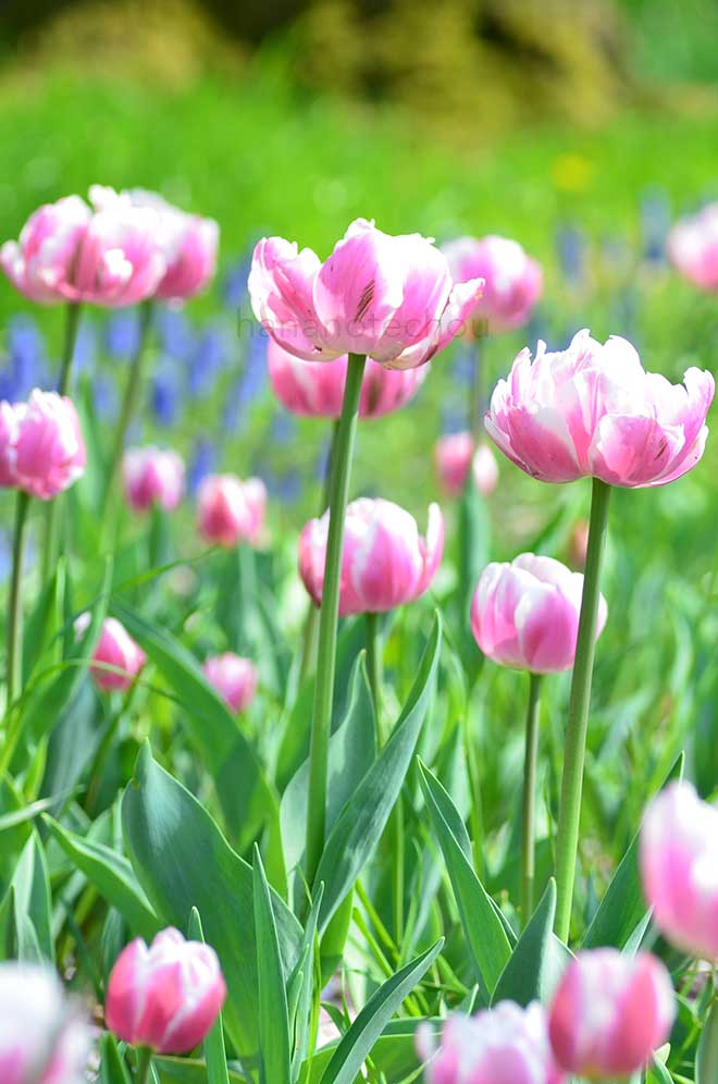 チューリップ メルローズ｜花の手帖のチューリップ図鑑