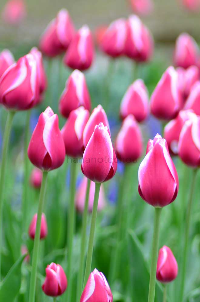 チューリップ メリープリンス｜花の手帖のチューリップ図鑑