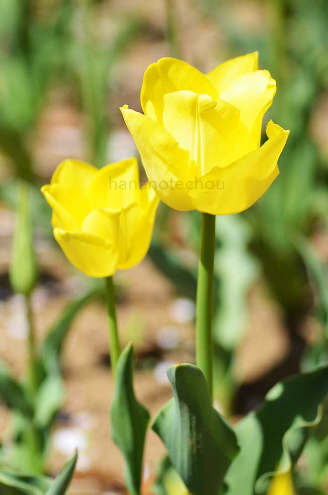 チューリップ ミラータイム｜花の手帖のチューリップ図鑑
