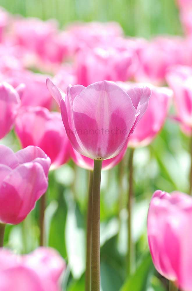 チューリップ ミストレス｜花の手帖のチューリップ図鑑