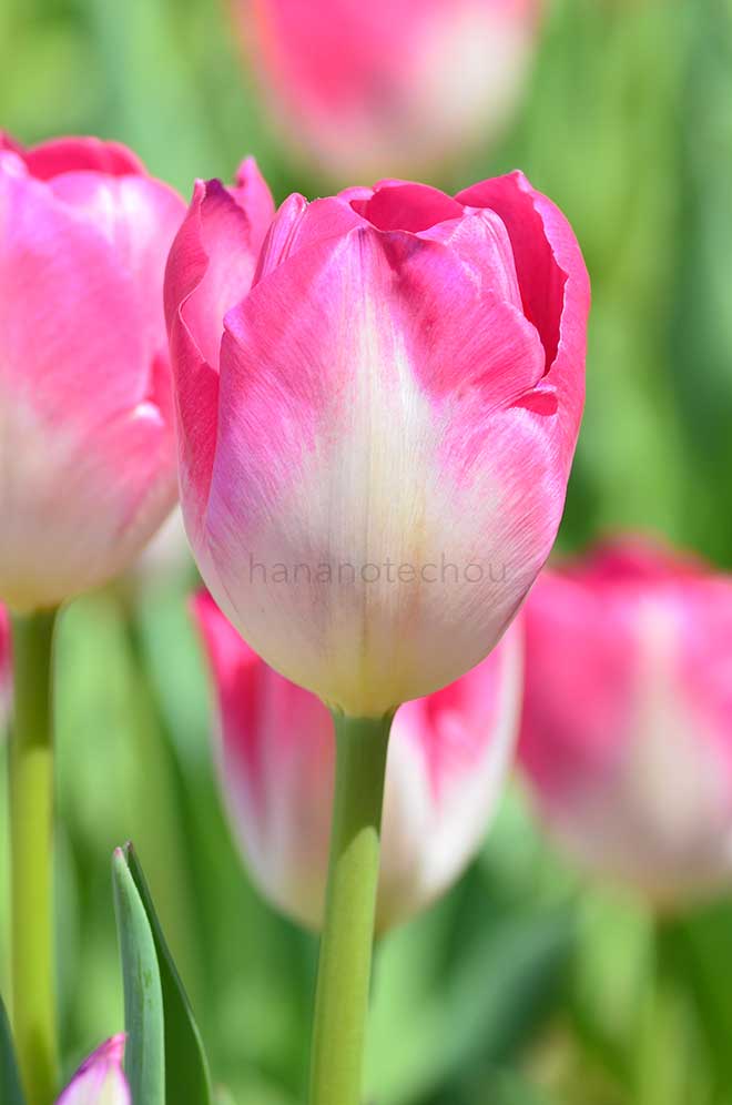 チューリップ 桃太郎｜花の手帖のチューリップ図鑑