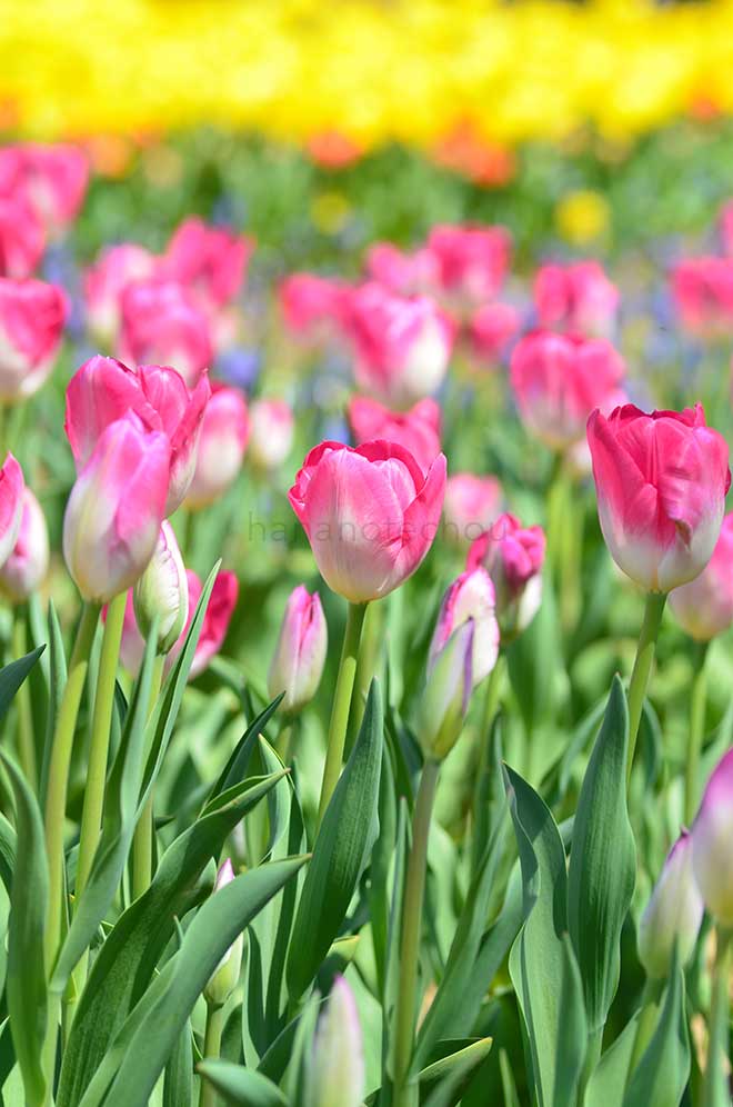 チューリップ 桃太郎｜花の手帖のチューリップ図鑑