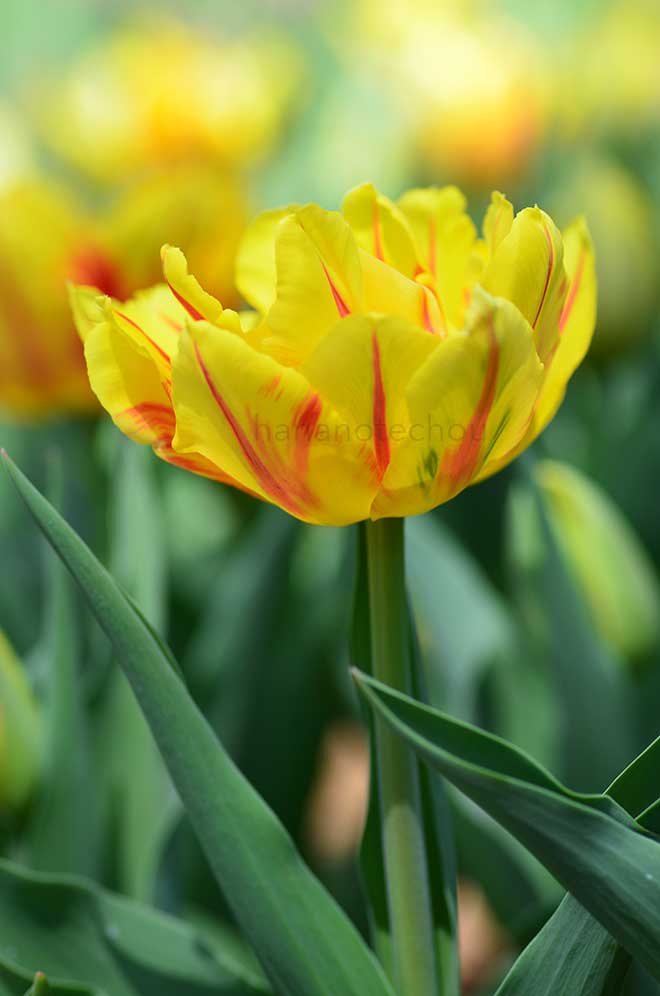 チューリップ モンセラ｜花の手帖のチューリップ図鑑