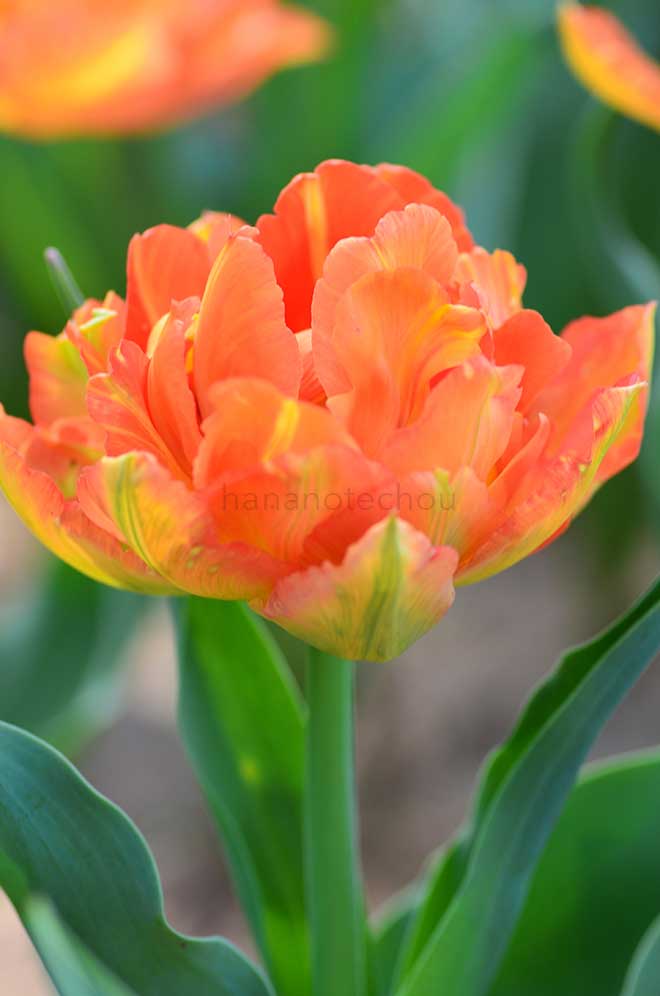 チューリップ モンテ オレンジ｜花の手帖のチューリップ図鑑