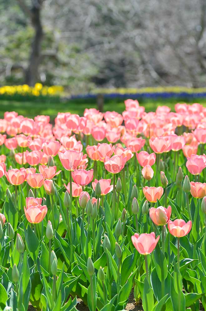 チューリップ ミスティックファンアイク｜花の手帖のチューリップ図鑑