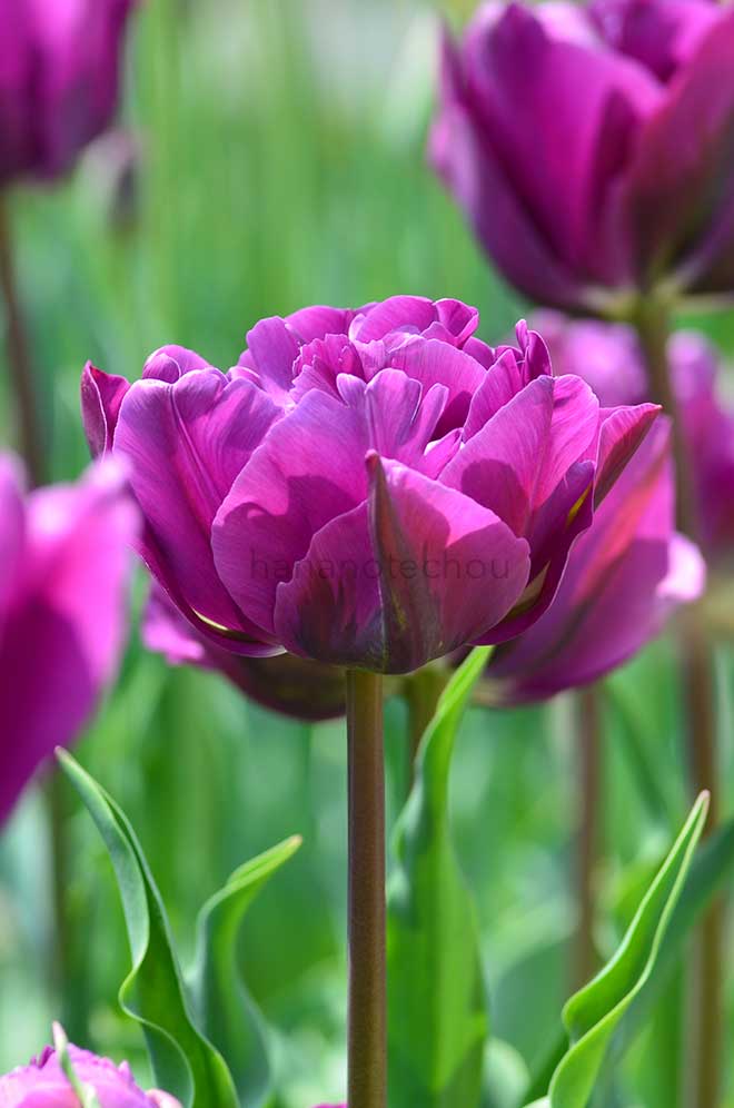 チューリップ ネグリタ ダブル｜花の手帖のチューリップ図鑑