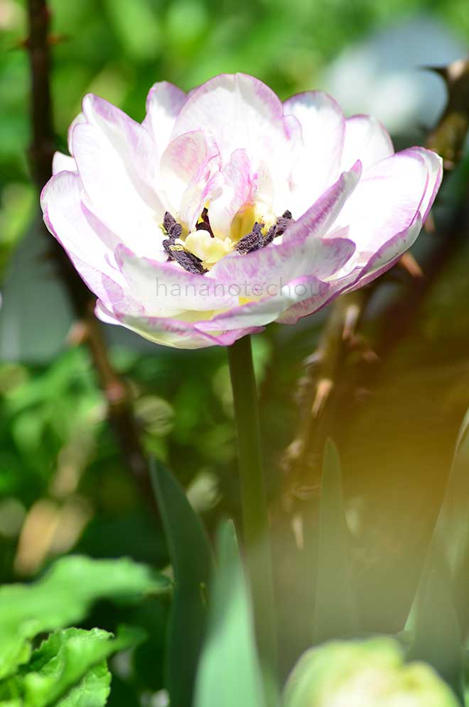 チューリップ ノルマンディー｜花の手帖のチューリップ図鑑