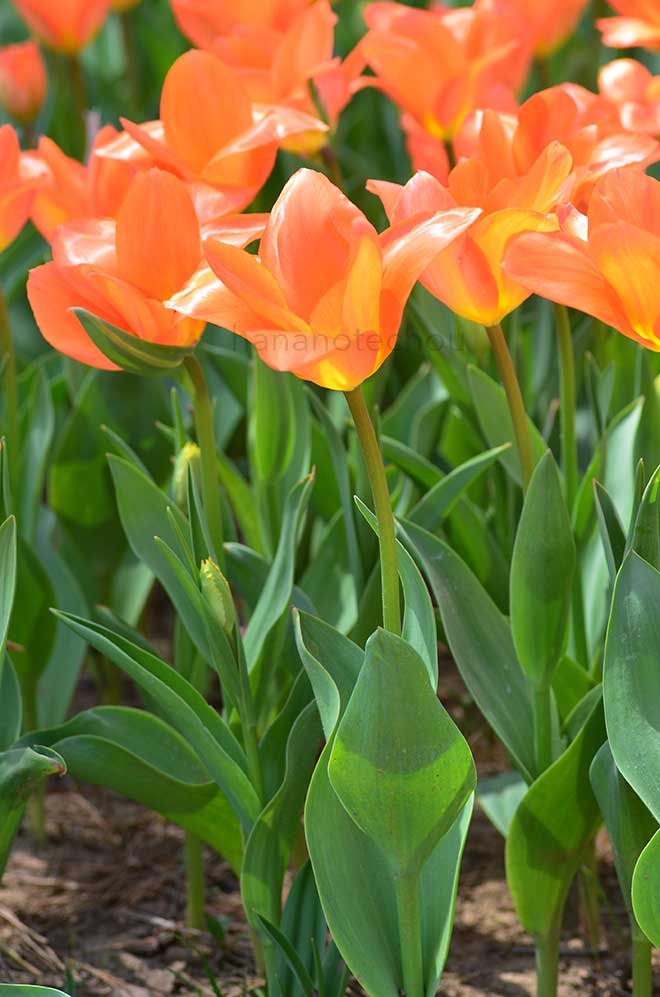 チューリップ オレンジ エンペラー｜花の手帖のチューリップ図鑑