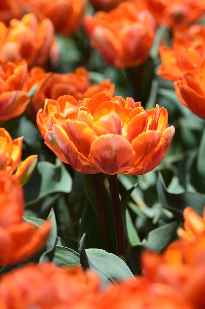 チューリップ オレンジ プリンセス｜花の手帖のチューリップ図鑑