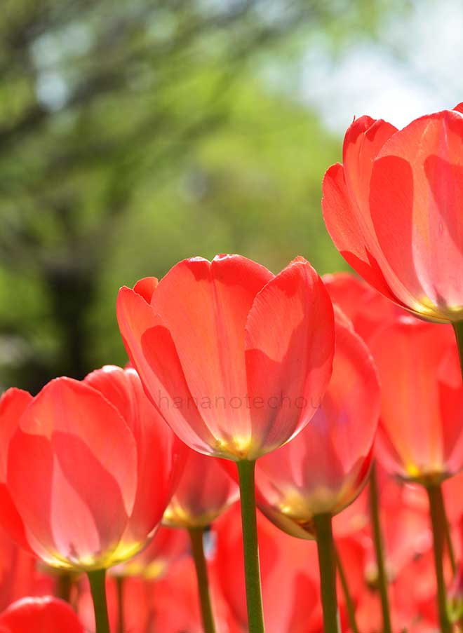 チューリップ オレンジ ファン アイク｜花の手帖のチューリップ図鑑