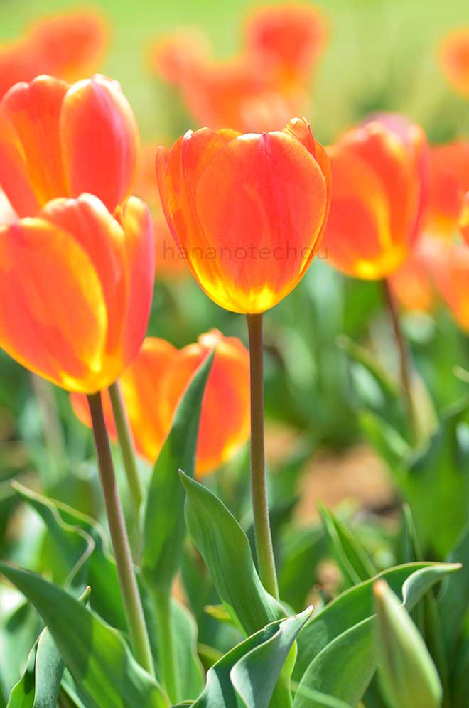 チューリップ オックスフォード エリート｜花の手帖のチューリップ図鑑