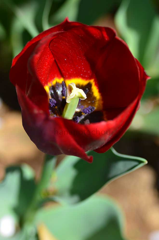 チューリップ パラーダ｜花の手帖のチューリップ図鑑