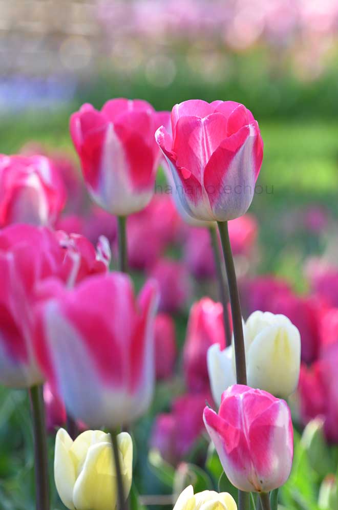 チューリップ ピンククラウド｜花の手帖のチューリップ図鑑