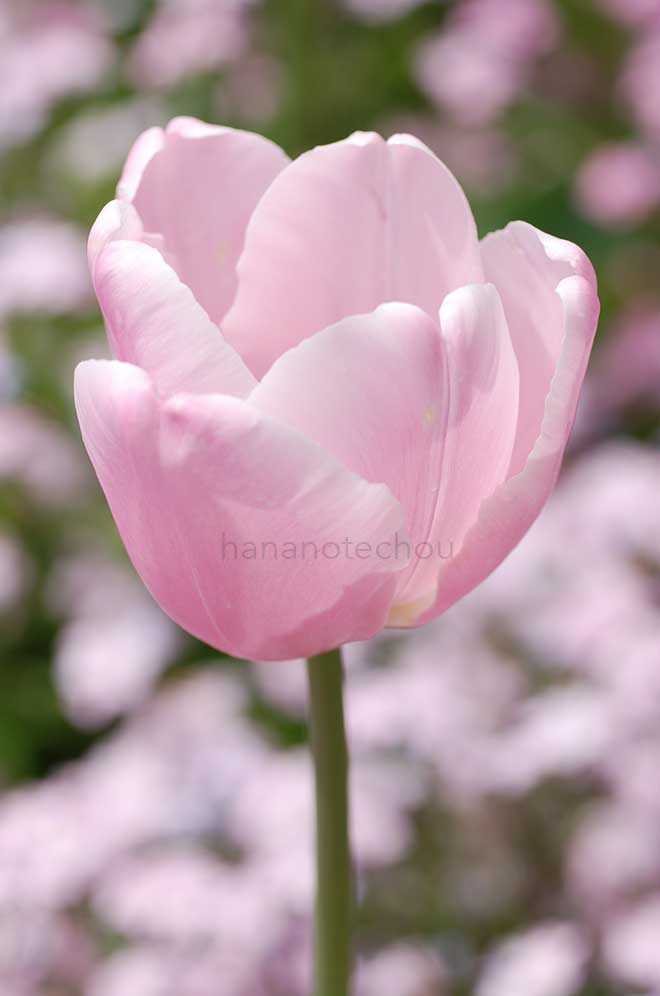 チューリップ ピンク ダイアモンド｜花の手帖のチューリップ図鑑