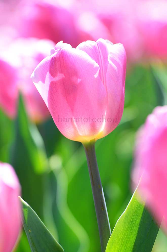 チューリップ ピンクフラッグ｜花の手帖のチューリップ図鑑