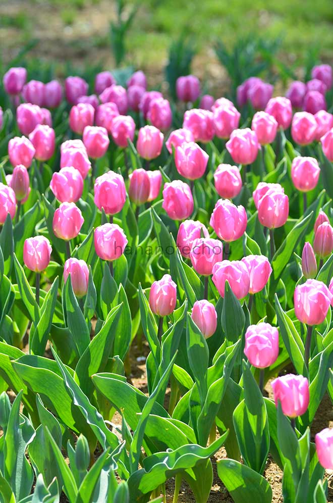 チューリップ ピンクフラッグ｜花の手帖のチューリップ図鑑