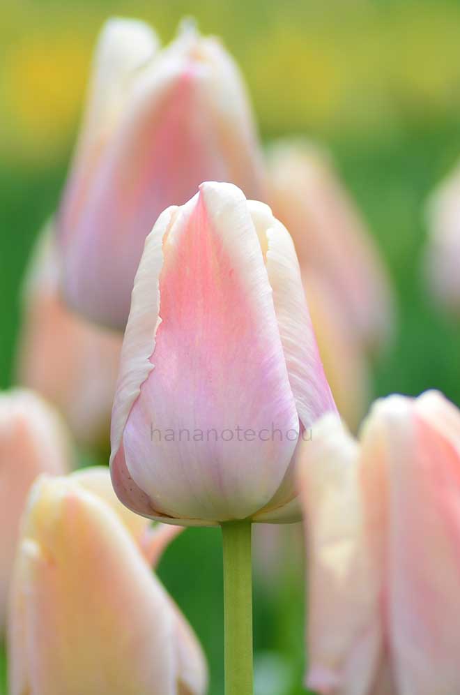 チューリップ ピンクプライド｜花の手帖のチューリップ図鑑