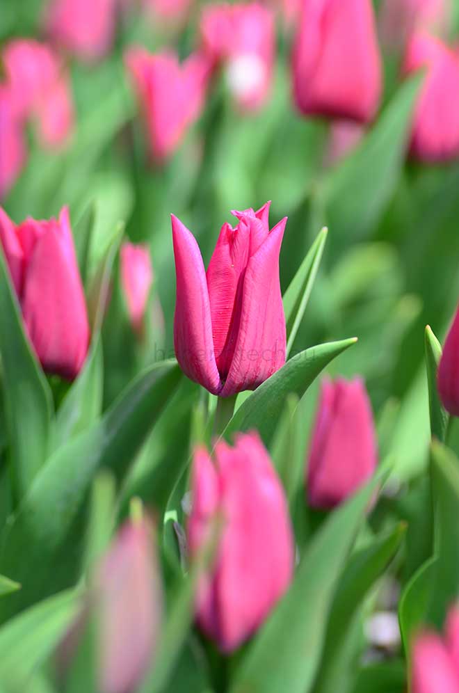 チューリップ ピンクリボン｜花の手帖のチューリップ図鑑