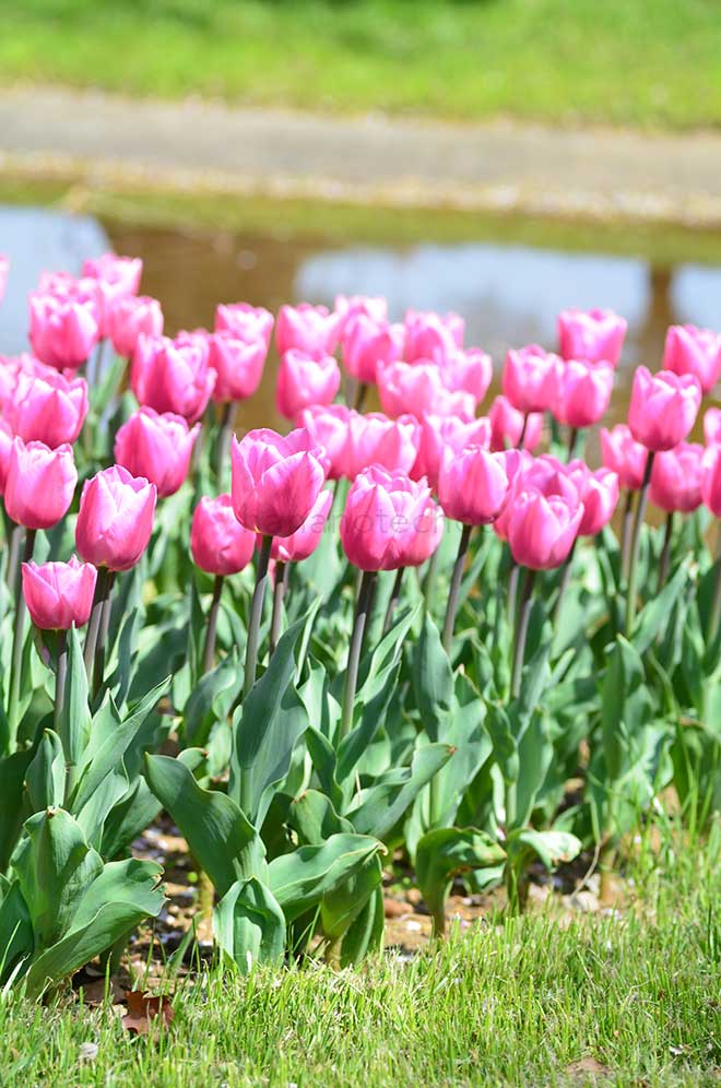 チューリップ ピンクツイスト｜花の手帖のチューリップ図鑑