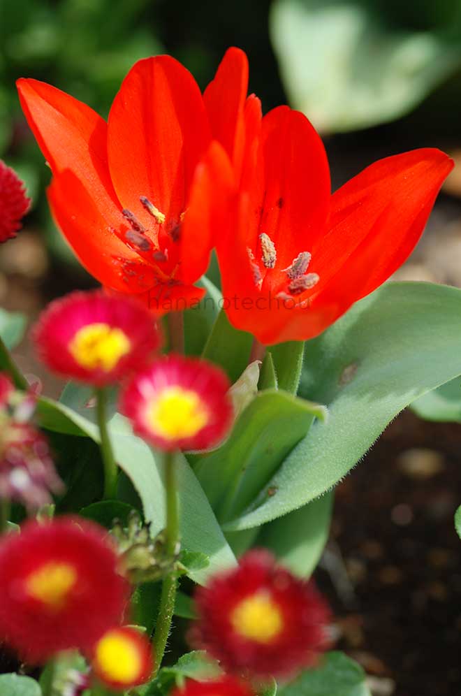 チューリップ プライスタンス フシリア｜花の手帖のチューリップ図鑑