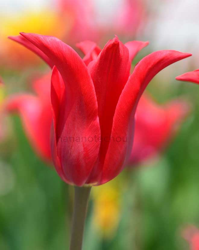 チューリップ プリティウーマン｜花の手帖のチューリップ図鑑