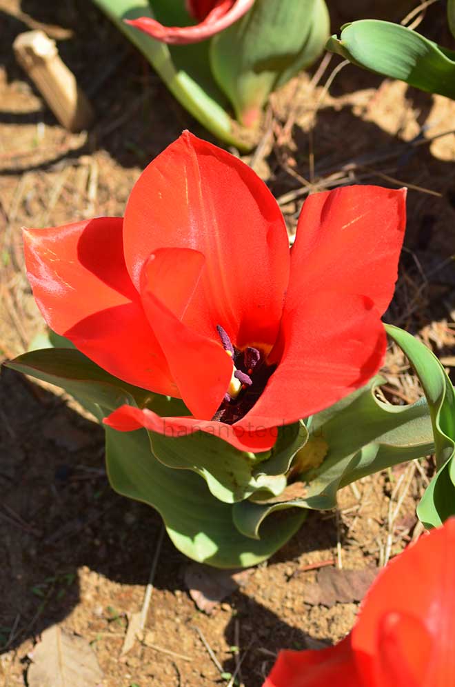 チューリップ プリンセプス｜花の手帖のチューリップ図鑑