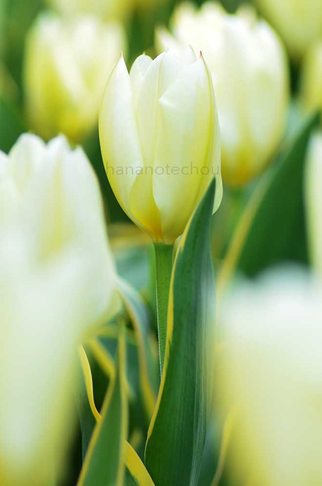 チューリップ プリシマデザイン｜花の手帖のチューリップ図鑑