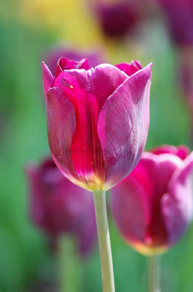 チューリップ パープル レディ｜花の手帖のチューリップ図鑑