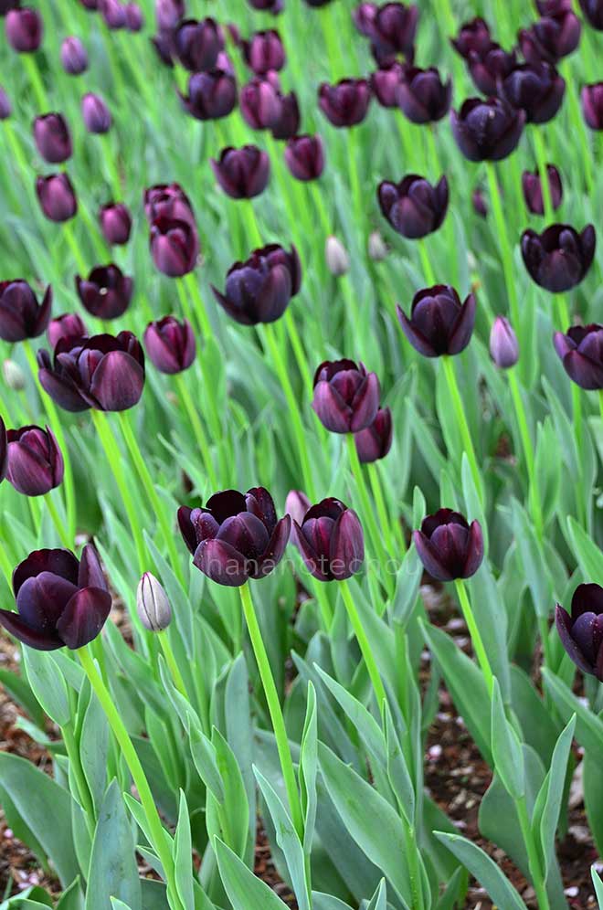 チューリップ クイーン オブ ナイト｜花の手帖のチューリップ図鑑