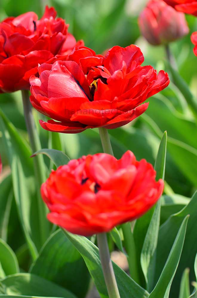 チューリップ レッド ベイビー ドール｜花の手帖のチューリップ図鑑