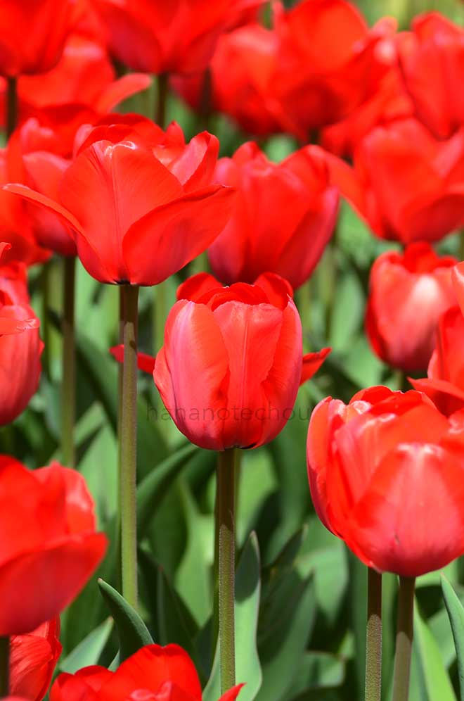 チューリップ レッド インプレッション｜花の手帖のチューリップ図鑑